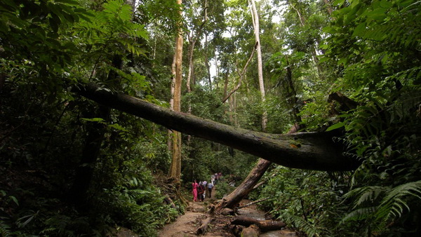 昆明九鄉(xiāng)、西雙版納、中緬邊境雙飛6日