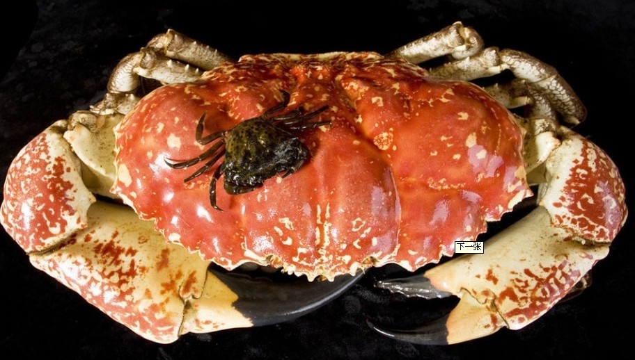 澳大利亞、新西蘭12日**海豚島の捕蟹探險(xiǎn)のSKY