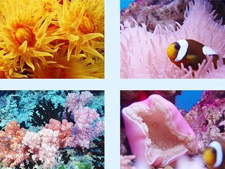 <strong><font color='#0000FF'>大連、旅順、圣亞極地海洋館一臥一飛三日</font></strong>