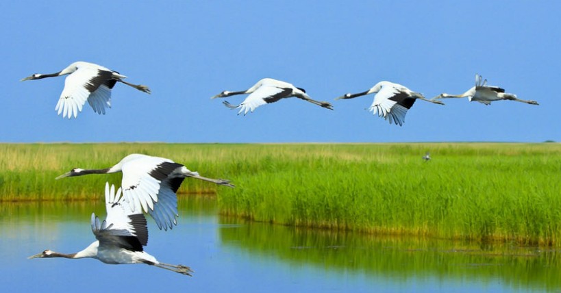 五大連池、扎龍、哈爾濱動(dòng)臥5日*純玩無購(gòu)物*